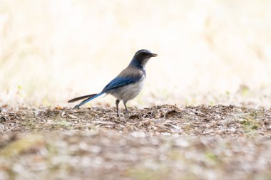 Jay Bird 'ü bir gözü avcı, diğer gözü de yiyecek arayan dağlık patika boyunca ayakta dikilirken temizleyin..