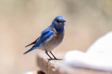Batı Bluebird kamp alanındaki piknik masasına tünemiş yiyecek arıyordu..
