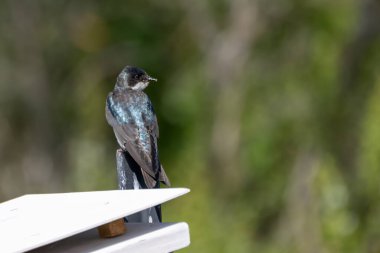 Şirin bir ahır kırlangıcının üzerine tünemiş ve tetikte bir göz sağa bakıyor..