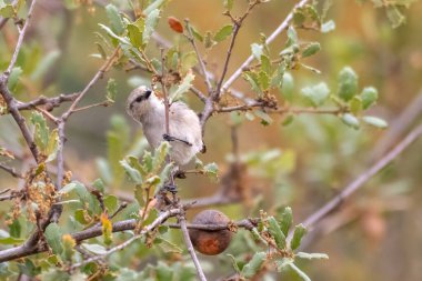 Gri Vireo kuşu, yiyecek yemek ararken levrek dalına sıkıca tutunur..