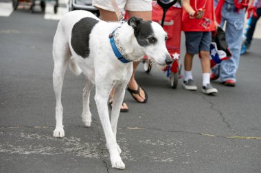 Ventura 'da 4 Temmuz geçit töreninde melez siyah beyaz köpek sokaklarda hevesle yürüyor..