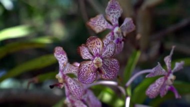 ev yapımı organik, yoğun renkli orkide doğal ortamında.