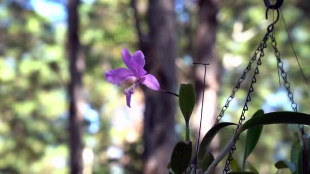 Organisch Angebaut Intensiv Gefärbte Orchidee Ihrer Natürlichen Umgebung — Stockvideo