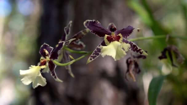 Cultivada Orgánicamente Orquídea Intensamente Coloreada Ambiente Natural — Vídeo de stock