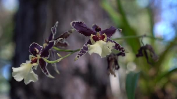 在自然环境中以有机 浓郁的色彩生长的兰花 — 图库视频影像