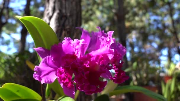 Thuis Geteeld Biologisch Intens Gekleurde Orchidee Zijn Natuurlijke Omgeving — Stockvideo
