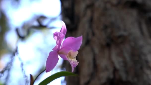 Casa Cresceu Organicamente Orquídea Intensamente Colorido Seu Ambiente Natural — Vídeo de Stock