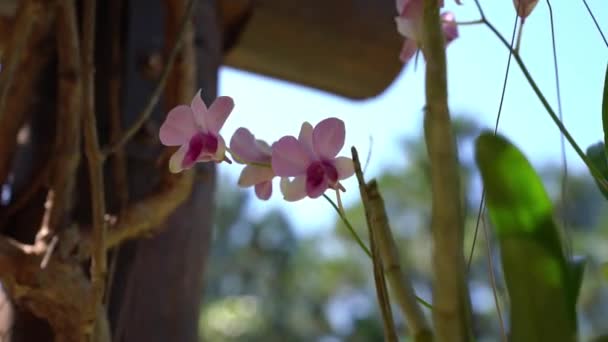 Орхидея Выращенная Органично Интенсивным Цветом Естественной Среде — стоковое видео