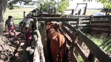 Çiftlikte atı olan genç bir kadın.