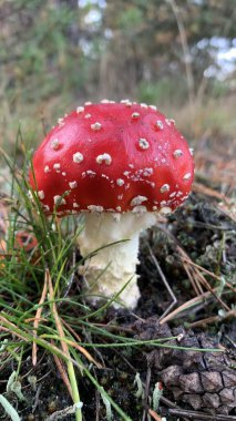 ormandaki kırmızı mantar