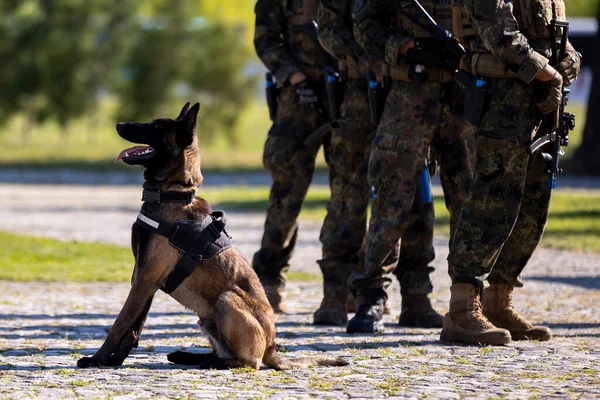 保加利亚军队成员参加了技能展示活动 边境巡逻犬 图库图片