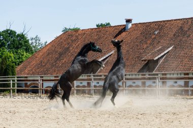 Atlar yaz mevsiminde Arena 'da oynar