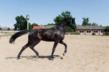 Yaz zamanı Arena 'da at