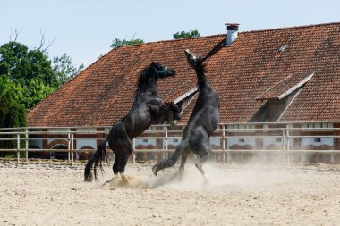 Atlar yaz mevsiminde Arena 'da oynar