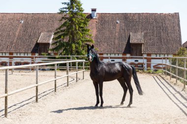 Yaz zamanı Arena 'da at