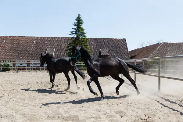 Atlar yaz mevsiminde Arena 'da oynar