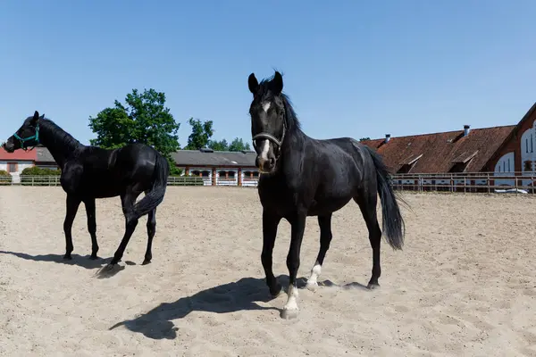 Yaz zamanı Arena 'da atlar