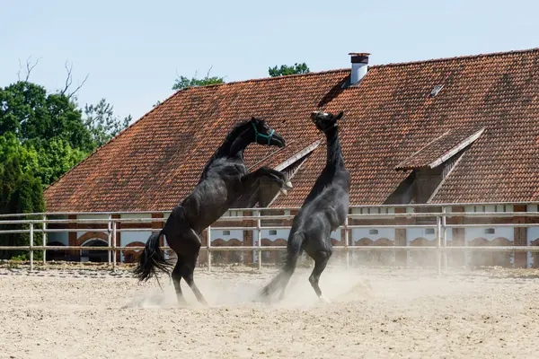 Atlar yaz mevsiminde Arena 'da oynar