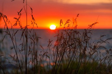 Curonian Tükürüğündeki sazlıklar arasından gün batımı