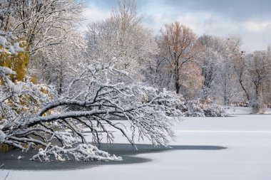 Kaliningrad 'daki South Park gölünde karla kaplı ağaçlar