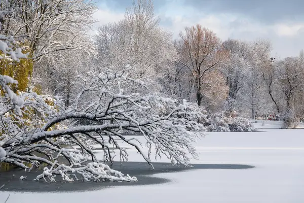 Kaliningrad 'daki South Park gölünde karla kaplı ağaçlar