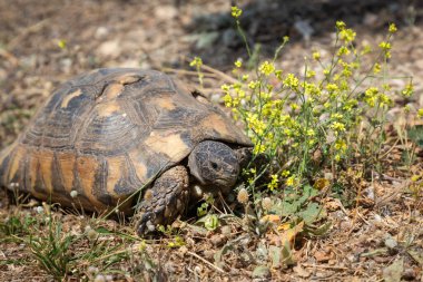 Hasarlı bir karapatisi olan vahşi kaplumbağa, Yunanistan 'ın sert taşlı arazisinde hayatta kalıyor.