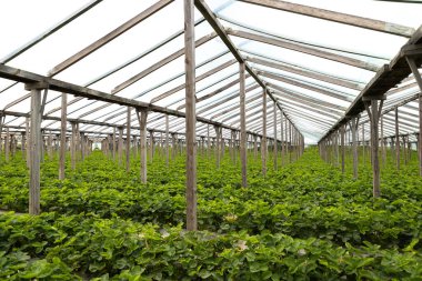 Sırayla yemyeşil böğürtlen bitkileriyle sera çileği çiftliği