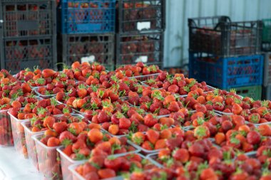 Çiftçinin çilek hasadı toptan alıcılara sevkiyat için hazır.