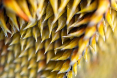 Alabama 'nın savunma dikenlerine yakın plan.