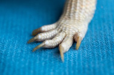 Agama 'nın pençeleri yakın plan