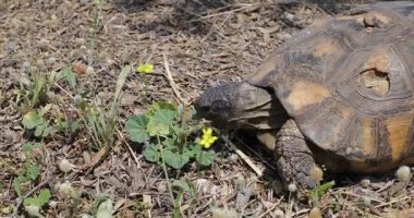 Hasarlı bir karatahtaya sahip vahşi kaplumbağa, Yunanistan 'ın sert taştan manzarasında hayatta kalıyor.