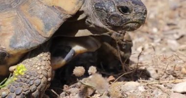 Hasarlı bir karatahtaya sahip vahşi kaplumbağa, Yunanistan 'ın sert taştan manzarasında hayatta kalıyor.