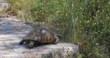 Hasarlı bir karikatüre sahip vahşi kaplumbağa, Yunanistan 'ın kuru kayalık arazisindeki çalıların arasında sürünüyor.
