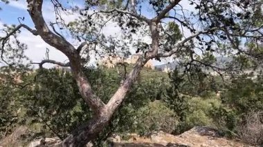 Akropolis 'in ritmik sallanan dalları ve ağır çekim görüntüsü