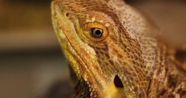 Yavaş Çekim Yakın Çekim: Bir Agama Kertenkelesinin Piercing Gözü