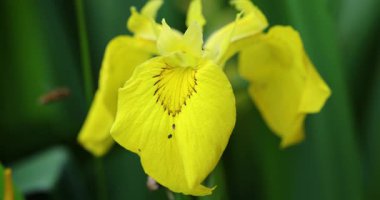 Sarı bir çiçeği tozlayan polen tozlu arıya yakın çekim