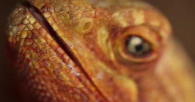 Yavaş Çekim Yakın Çekim: Bir Agama Kertenkelesinin Piercing Gözü