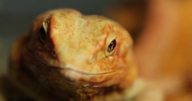 Yavaş Çekim Yakın Çekim: Çıplak bir Agama Kertenkelesinin Hipnotik Gözleri