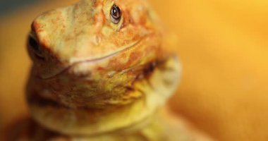 Yavaş Hareket Saldırısı: Çıplak Agama Grevden Önce Çene Açıyor - Yakın plan