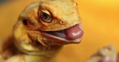 Slow-Motion Trust: Çıplak Agama Muzu İnsan Eli Yakın Çekim 'den Aldı