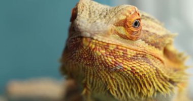 Slow-Motion Trust: Agama Arugula 'yı Bir İnsan Eli' nden Aldı - Yakın Çekim