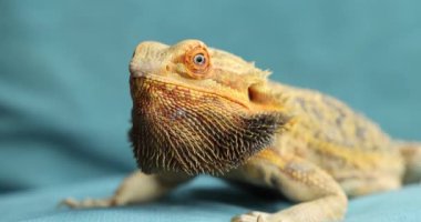 Hakimiyet Ritüeli: Erkek Agama 'nın Saldırgan Kur Yaparken Karanlık Boğazı - Yavaş Çekim Yakın Çekim