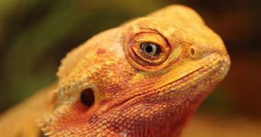 İki Ağa 'nın yakın çekimin portresi.