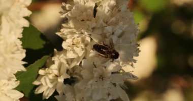 Beyaz çiçekleri tozlayan polen tozlu arıya yakın çekim