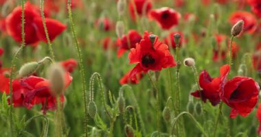 Rüzgarda savrulan haşhaş tarlası, ağır çekim