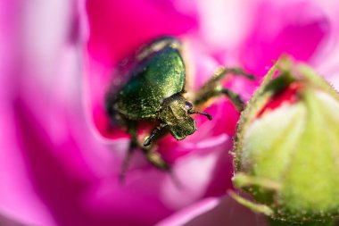 Zümrüt renkli böcek altın polen tozuyla kaplanmış, bir gülün kadife yaprakları üzerinde dinleniyor, yakın plan.