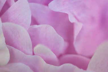 Narin pembe gül yapraklarının yakın görüntüsü