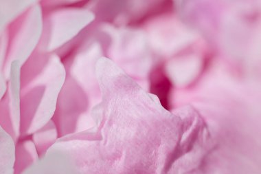 Narin pembe gül yapraklarının yakın görüntüsü