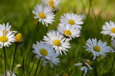 Yeşil bir çayırda papatya çiçeklerinin yakın çekimi