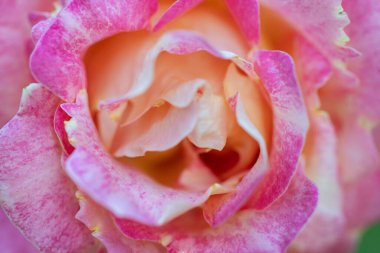 Narin pembe gül yapraklarının yakın görüntüsü